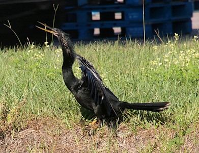 [Side view of an anhinga facing to the left with its mouth open probably nearly as wide as it will go. The wings are barely visible even though they are completely outstretched. There are white feathers visible in black upper neck area of this male.]